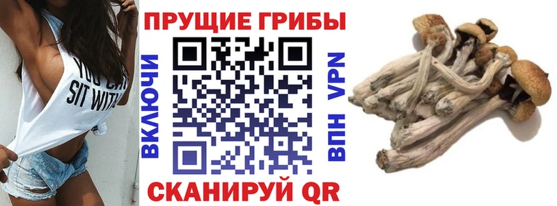 Псилоцибиновые грибы ЛСД  Тогучин 